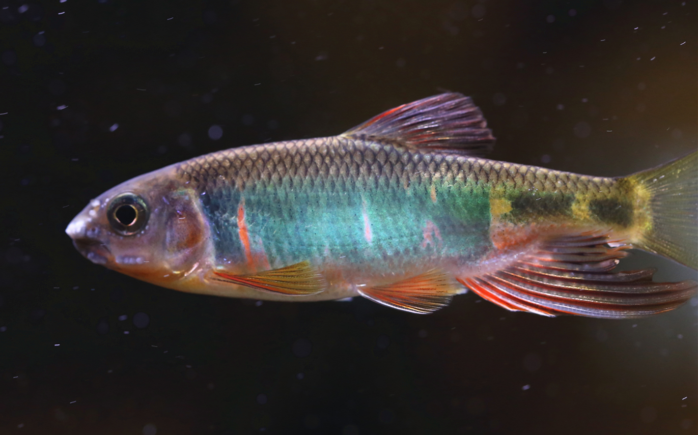 號半龍魚_號半龍魚_號半龍魚