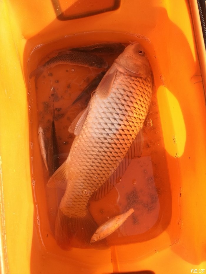 光威魚竿_魚竿光威怎么樣_魚竿光威和漢鼎哪個質量好