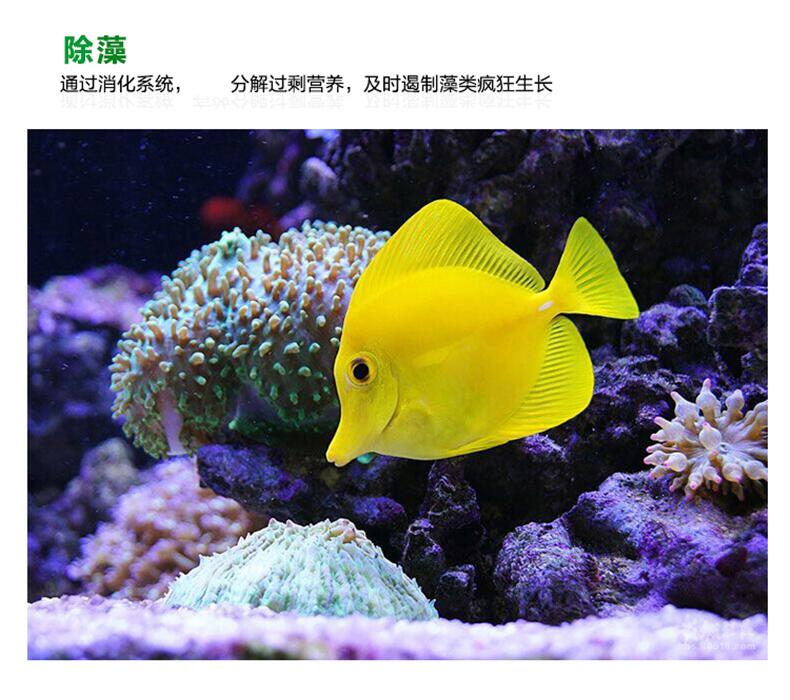 錦鯉魚池_錦鯉魚池過濾系統設計圖_錦鯉魚池過濾池施工圖