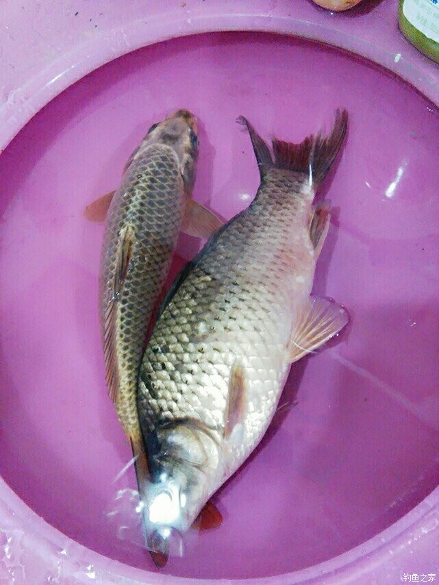 老鬼釣魚論壇怎么了_老t論壇_老鬼論壇