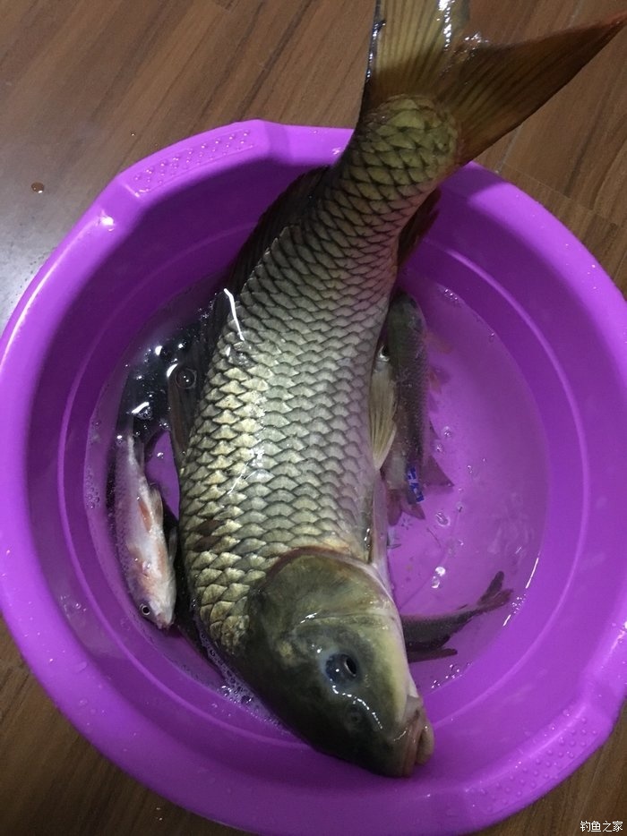 老鬼釣魚論壇怎么了_老鬼論壇_老t論壇