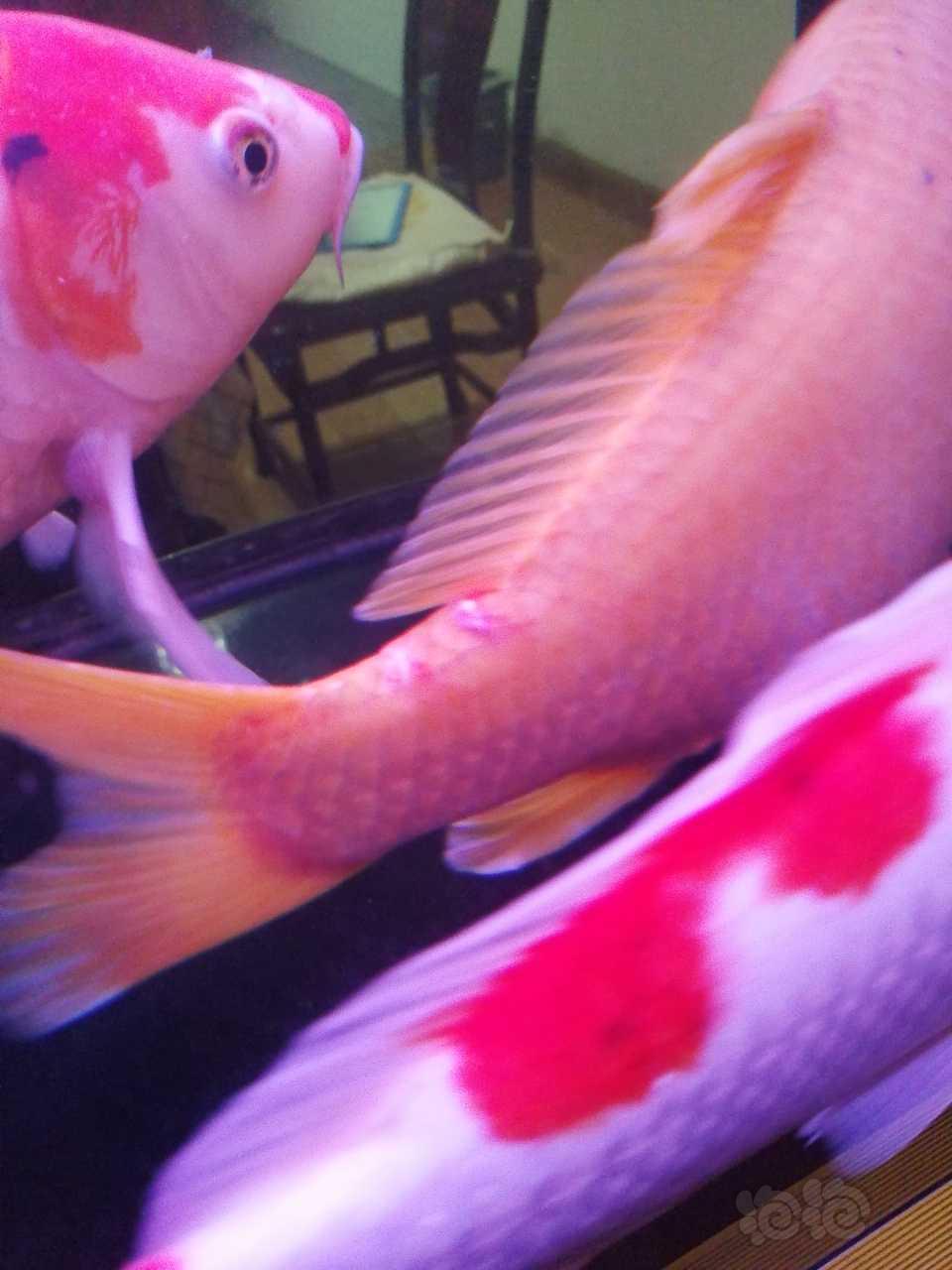 魚鰭白色斑點_魚鰭上有白點_魚鰭有白點但不是白點病