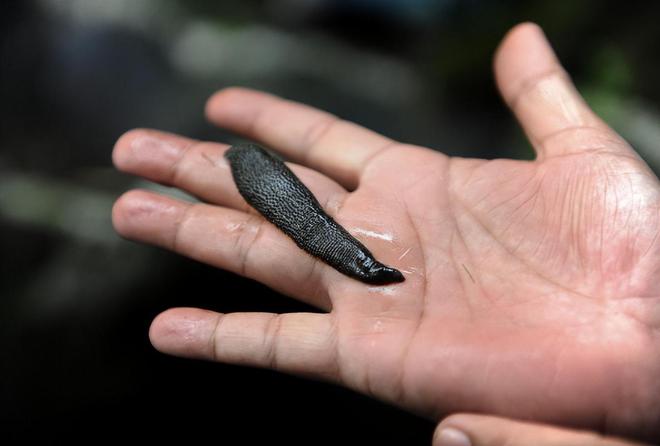 金鯧魚多少錢一斤_金鯧魚_金鯧魚怎么做好吃