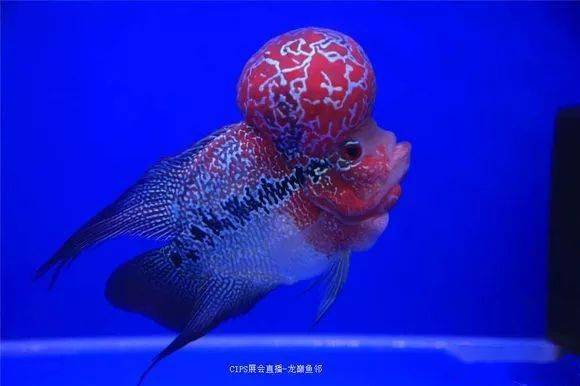 羅漢魚壽命最長的品種_羅漢魚的壽命_羅漢魚平均壽命