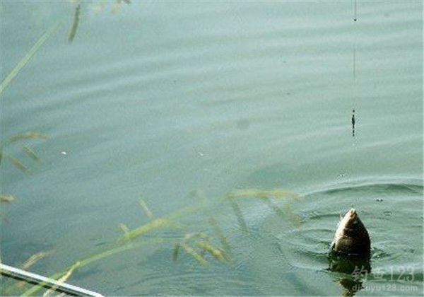 春季釣魚_釣魚春季用什么餌料_釣魚春季怎么釣