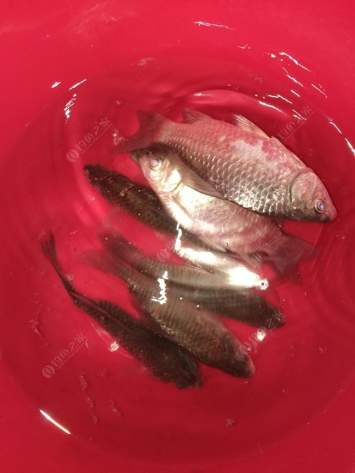 釣魚春季幾點去比較好_釣魚春季怎么釣_春季釣魚