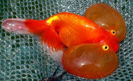 觀賞魚養殖_觀賞養殖魚類品種_觀賞魚養殖戶