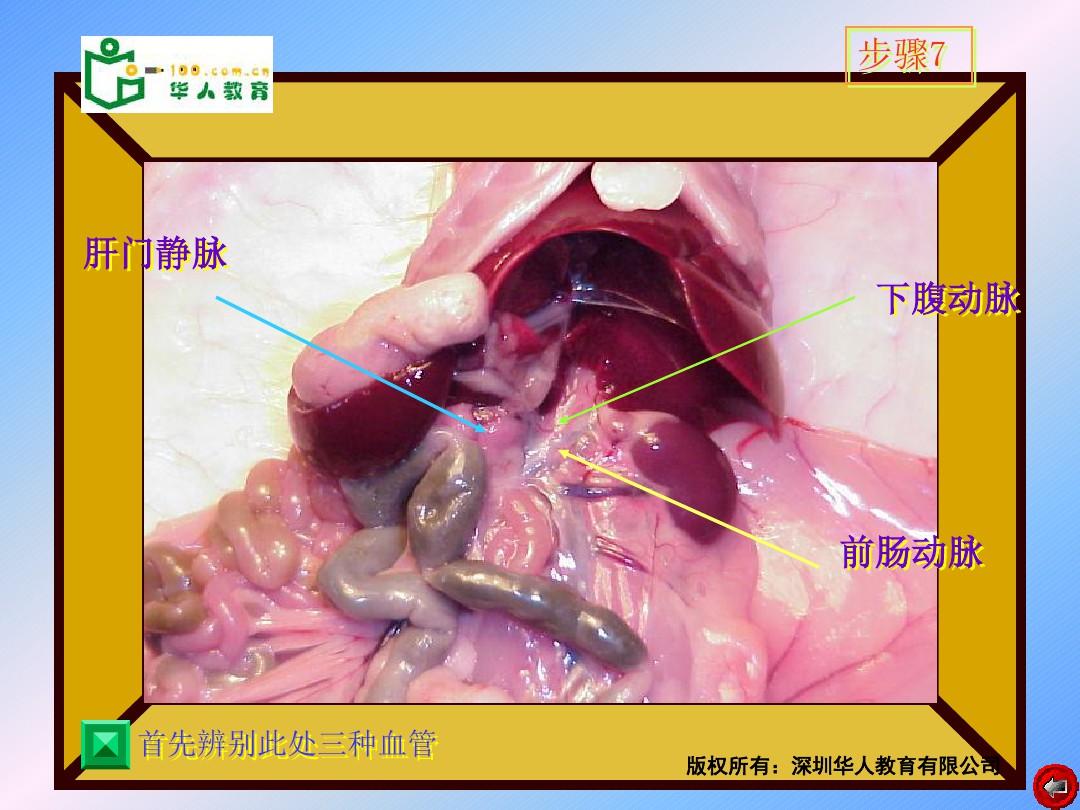 氧化胺cao-30_氧化三甲胺_雙葵基二甲基氧化胺
