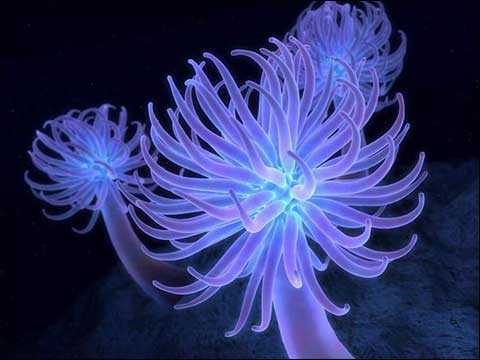珊瑚生物學_珊瑚到底算不算生物_珊瑚是生物嗎