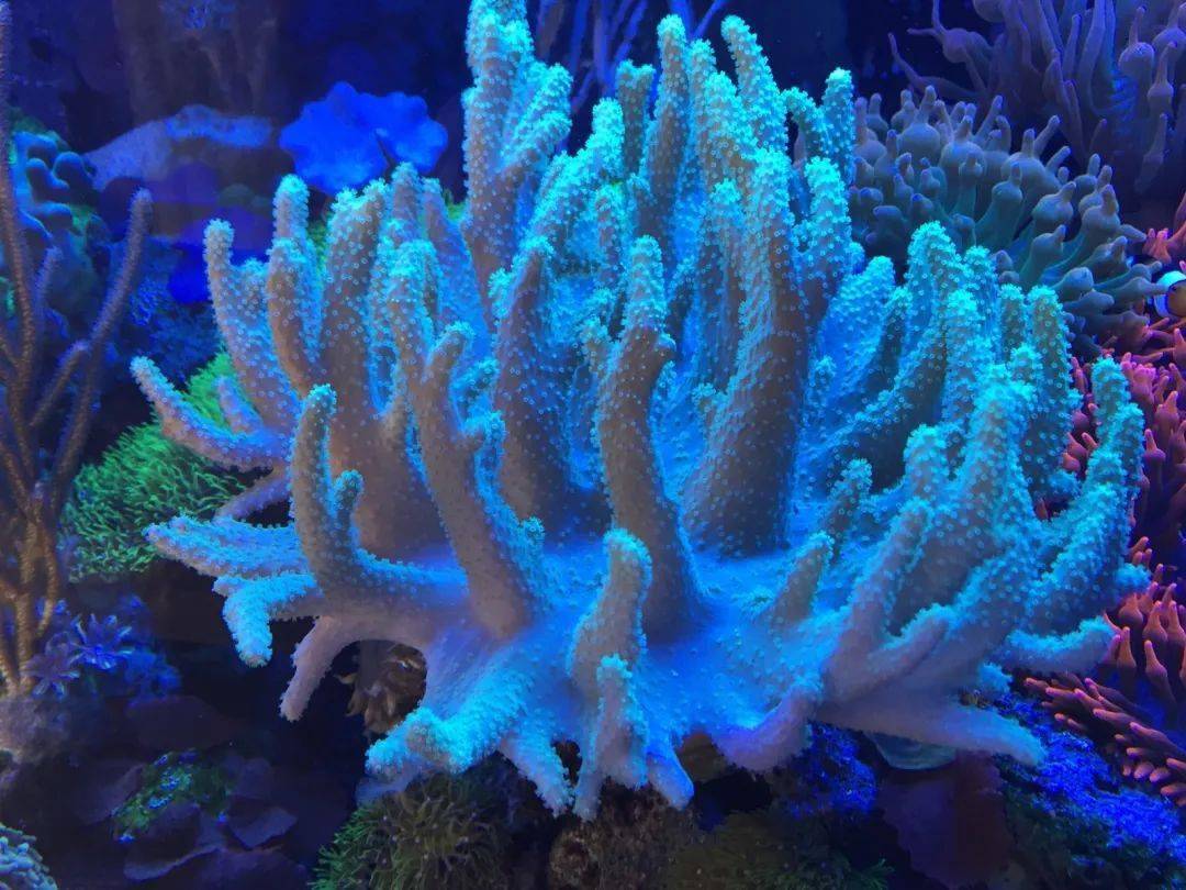 珊瑚到底算不算生物_珊瑚生物學_珊瑚是生物嗎
