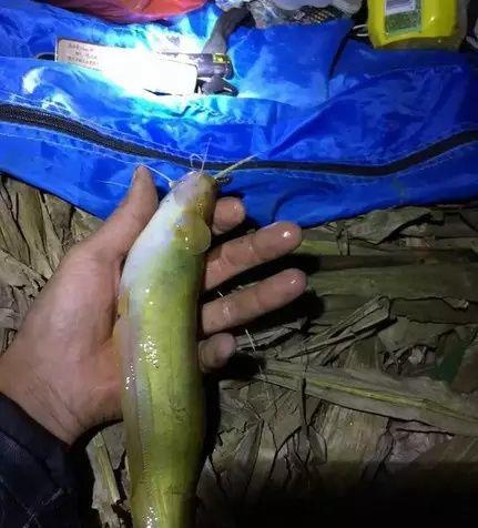達瓦釣箱_達瓦釣箱和雷臣釣箱哪個好_達瓦釣箱型號區別