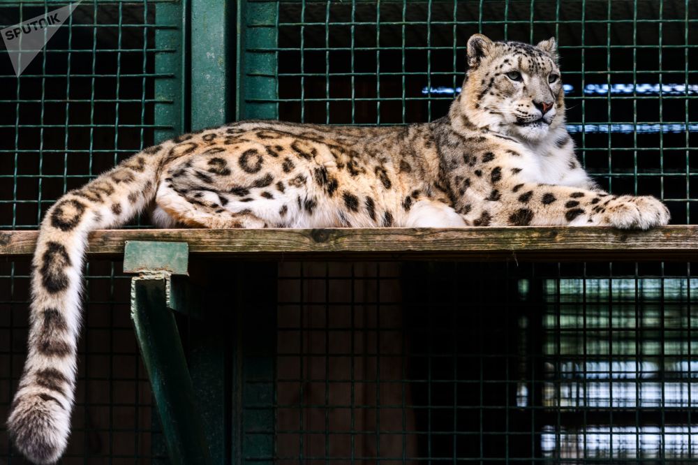 俄羅斯陸龜壽命_俄羅斯陸龜是保護動物嗎_俄羅斯陸龜