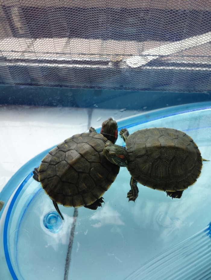 養龜巴西龜_巴西龜飼養_巴西龜養法手冊