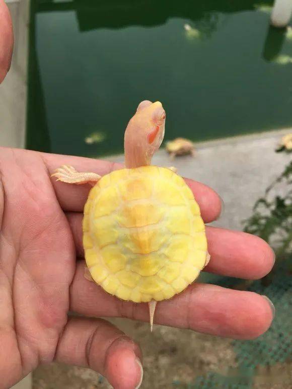 養巴西龜常識_巴西龜飼養_巴西龜養