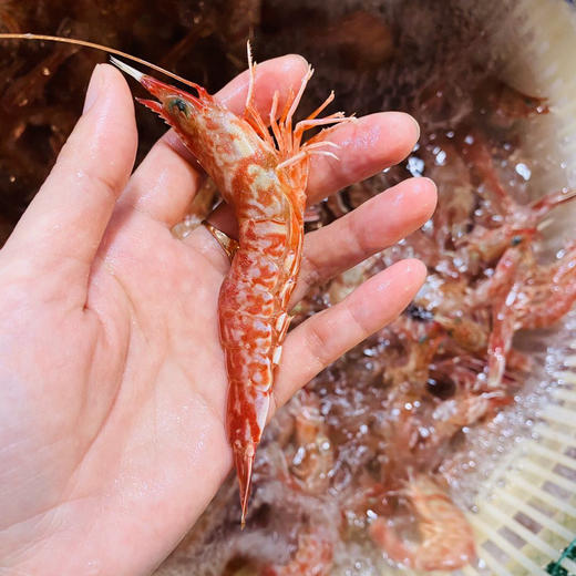 硝化細菌起作用的表現_硝化細菌作用過程_硝化細菌的作用