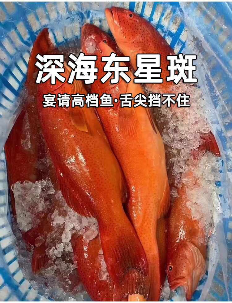 金錢石斑魚多少錢一斤_金錢石斑魚做法_石斑魚多少錢一斤