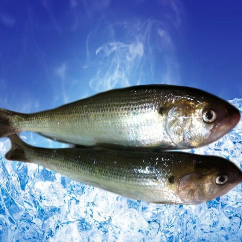 巴沙魚藥_巴沙魚有藥水嗎_千萬不要吃巴沙魚