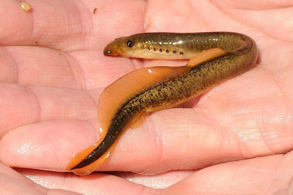 僵尸魚在哪里釣_僵尸魚圖片_僵尸魚