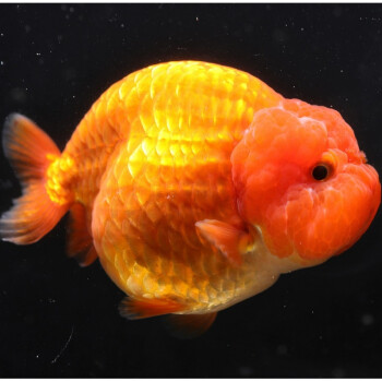 養熱帶魚老死_十大養不死的熱帶魚_養的熱帶魚死了預示什么