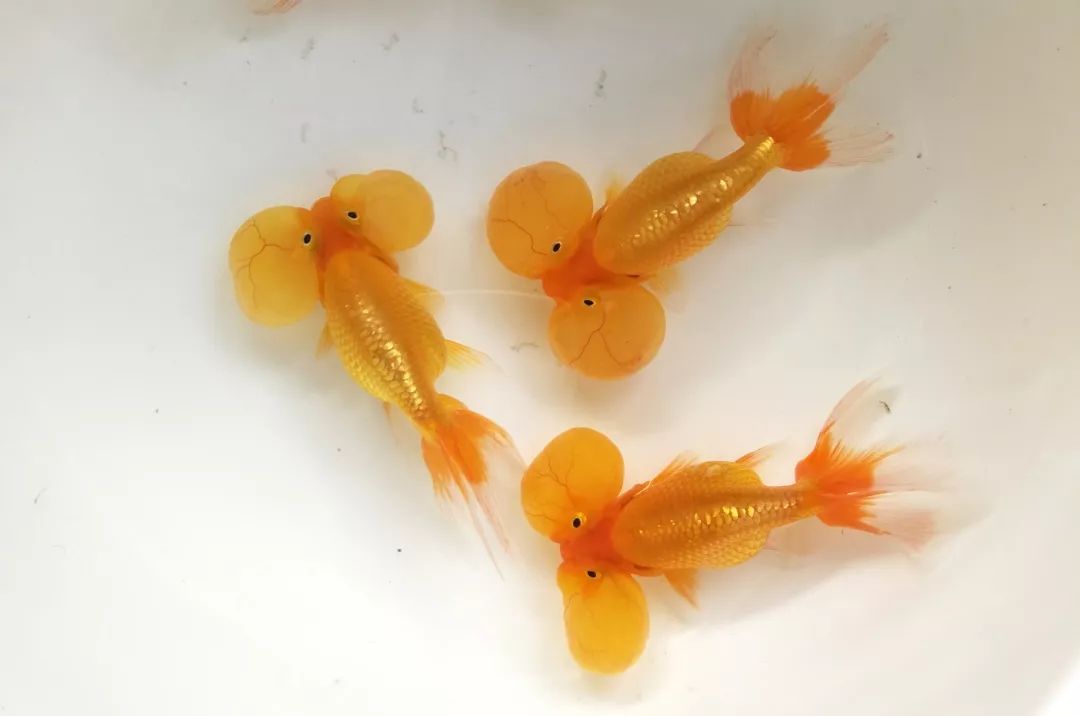 養的熱帶魚死了預示什么_養熱帶魚老死_十大養不死的熱帶魚