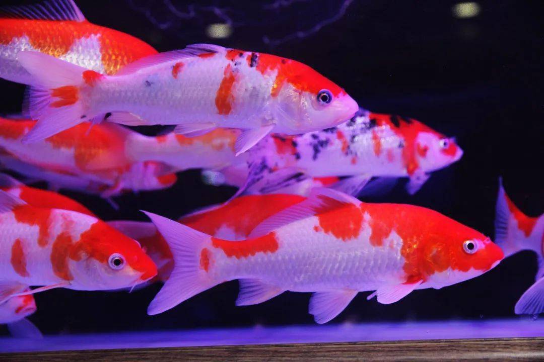翻車魚是什么魚_翻車魚是怎么游動的_翻車魚是魚嗎