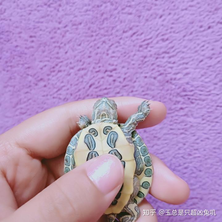 黃頭側頸龜殼有黑斑塊_黃頭側頸龜_黃頭側頸龜皮膚發白
