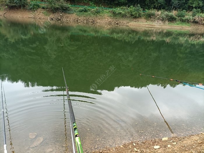 淡水鱸魚_淡水鱸魚怎么做好吃_淡水鱸魚和海鱸魚區別