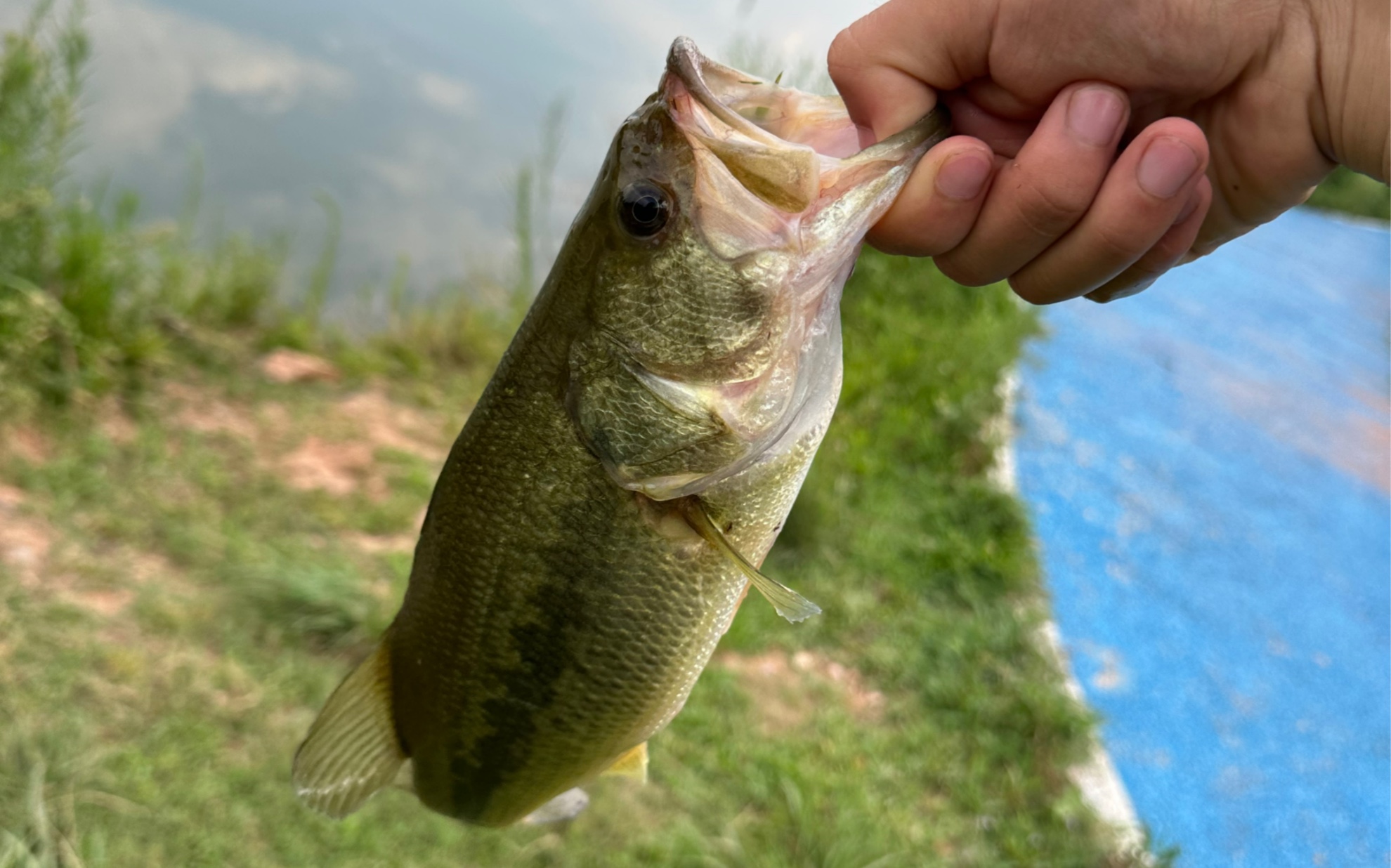 淡水鱸魚怎么做好吃_淡水鱸魚和海鱸魚區別_淡水鱸魚