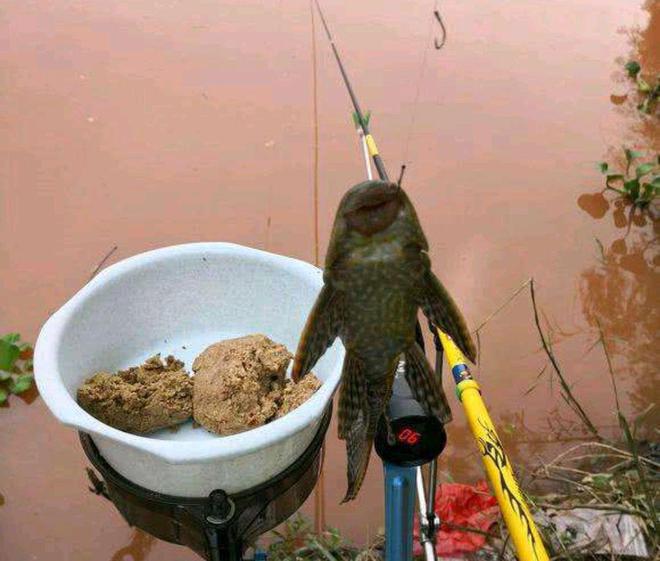 淡水鱸魚品種_淡水鱸魚_淡水鱸魚的嘌呤高嗎