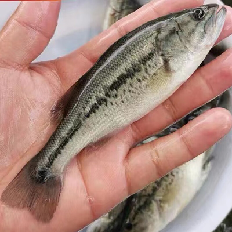 淡水鱸魚_淡水鱸魚的嘌呤高嗎_淡水鱸魚和海鱸魚區別