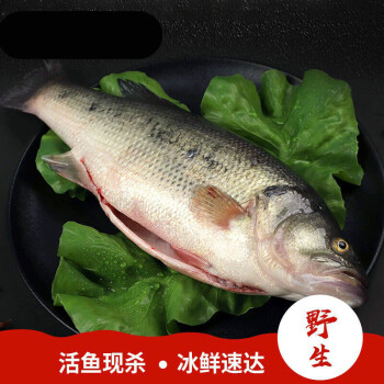 淡水鱸魚_淡水鱸魚品種_淡水鱸魚圖片