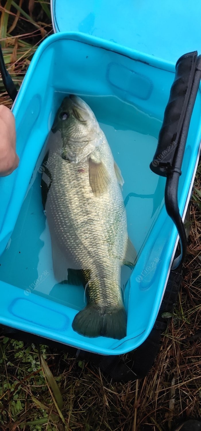 淡水鱸魚的嘌呤高嗎_淡水鱸魚_淡水鱸魚和海鱸魚區別