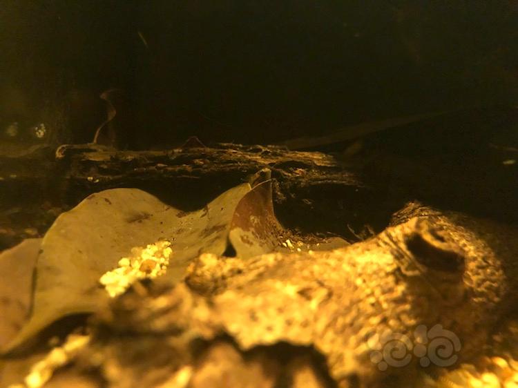 養殖方法鳳尾魚視頻_鳳尾魚的養殖方法_養殖方法鳳尾魚圖片