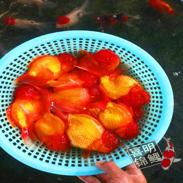 過濾錦鯉魚池多大合適_錦鯉魚池過濾_錦鯉魚池過濾池