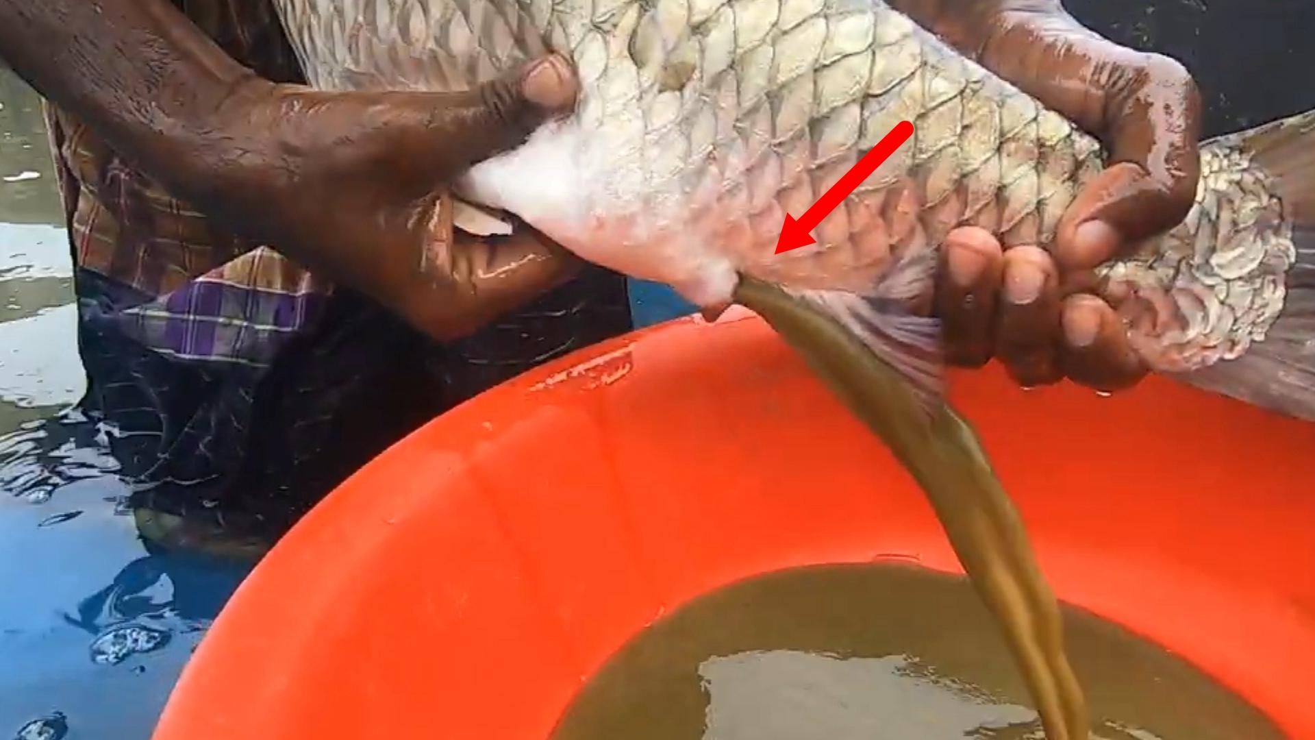 過濾錦鯉魚池多大合適_錦鯉魚池過濾池_錦鯉魚池過濾