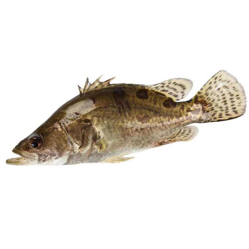 桂魚多少錢一斤_桂魚多少錢一斤_桂魚多少錢一斤