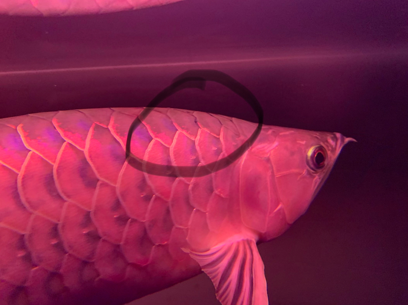 金龍魚紅尾巴_金龍魚紅尾和金尾哪個好_高背紅尾金龍魚