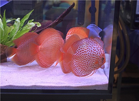 養金魚的方法_養金魚咋養_金魚最簡單的養法