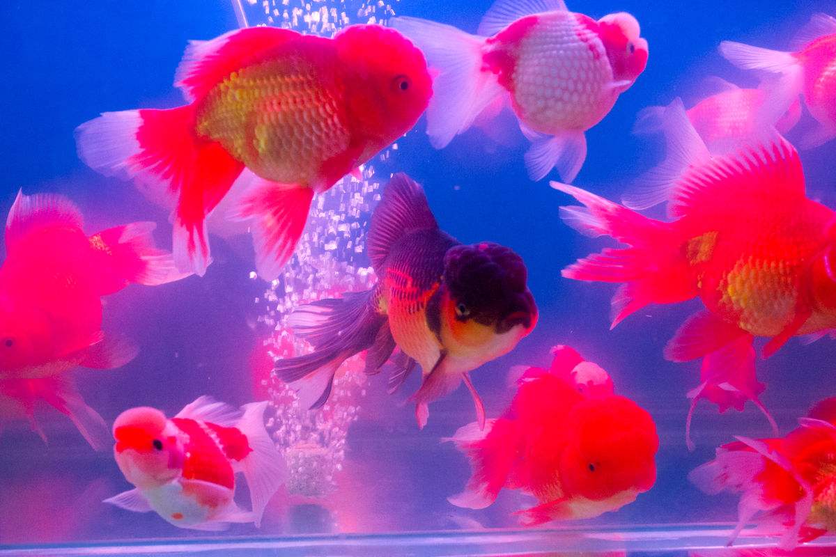金魚最簡單的養法_養金魚咋養_養金魚的方法