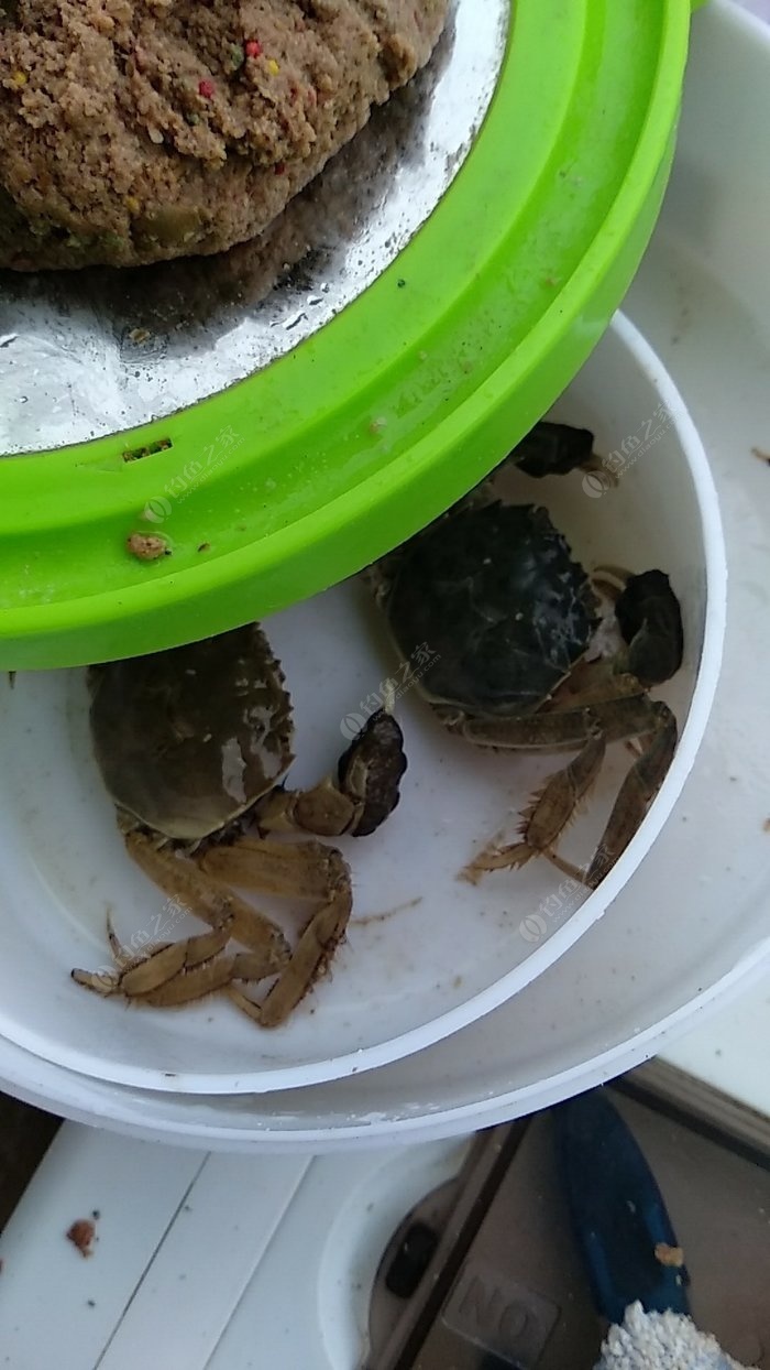 釣螃蟹的方法視頻教程_釣螃蟹方法作文_釣螃蟹的方法