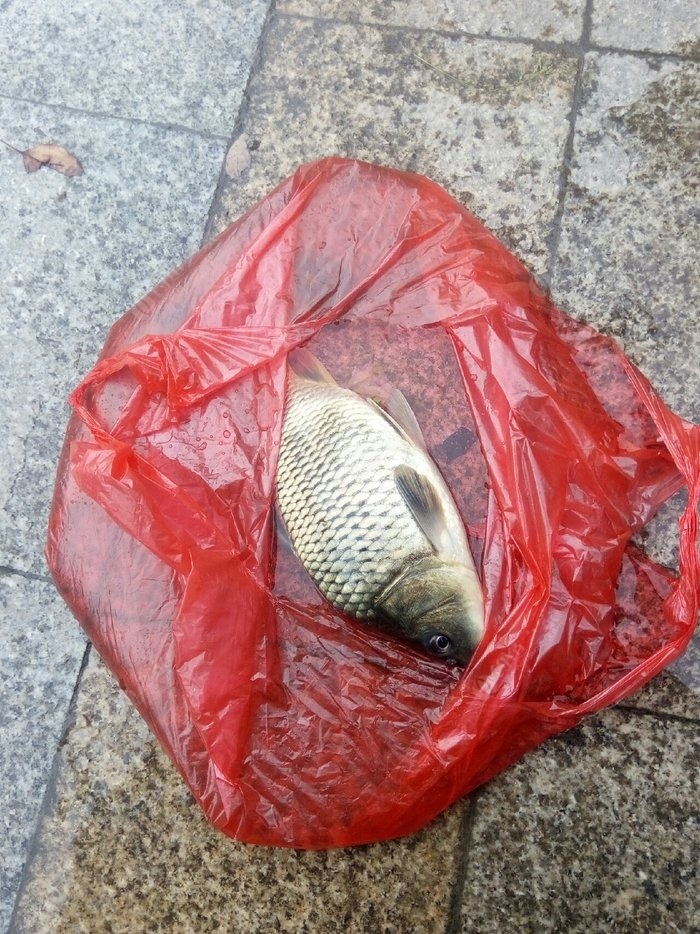 雨前釣魚_釣魚雨前好釣還是雨后好釣_釣魚雨前雨后釣魚口訣