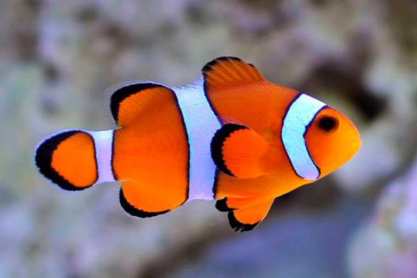 公子小丑魚圖片_公子小丑_公子小丑魚壽命