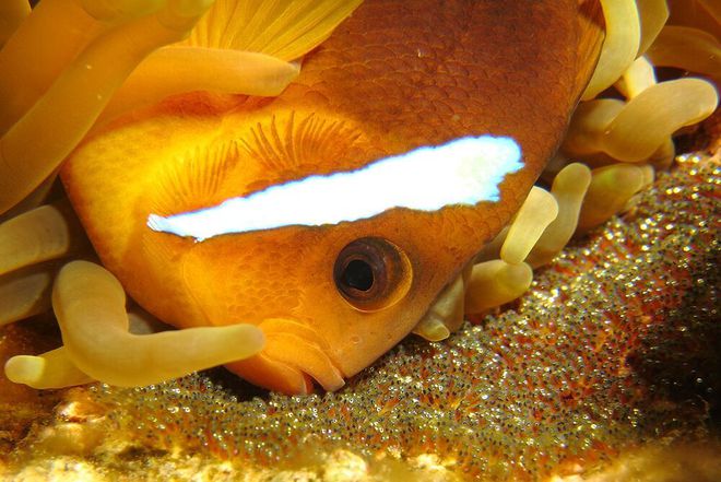 公子小丑魚壽命_公子小丑魚圖片_公子小丑