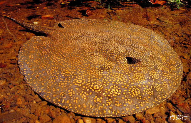 巨型暹羅鯉魚_巨型鯉魚暹羅魚圖片_巨型鯉魚暹羅圖片
