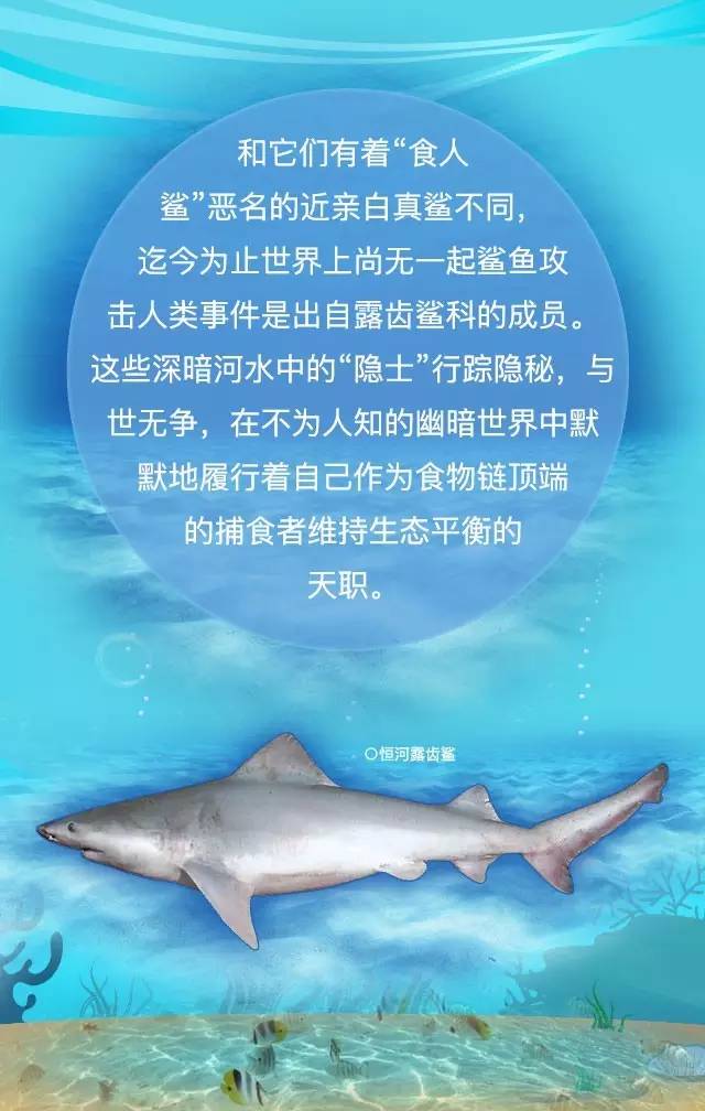 淡水鯊魚圖片_淡水鯊魚吃什么餌料_淡水鯊魚