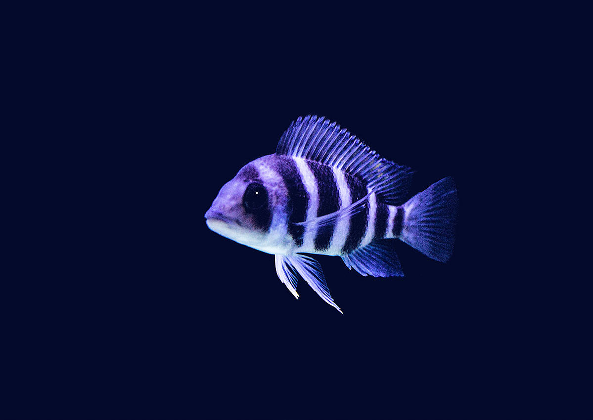 觀賞魚價格排名_觀賞魚價格及圖片大全_觀賞魚價格
