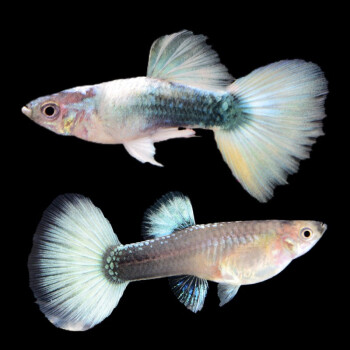 觀賞魚價格排名_觀賞魚價格及圖片大全_觀賞魚價格