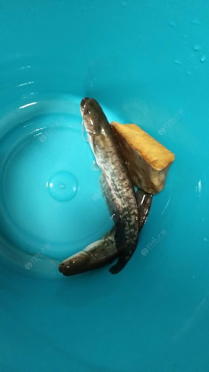 鯰魚效應_鯰魚效應中公_鯰魚效應吧