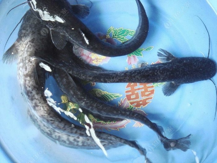 鯰魚效應_鯰魚效應中公_鯰魚效應吧