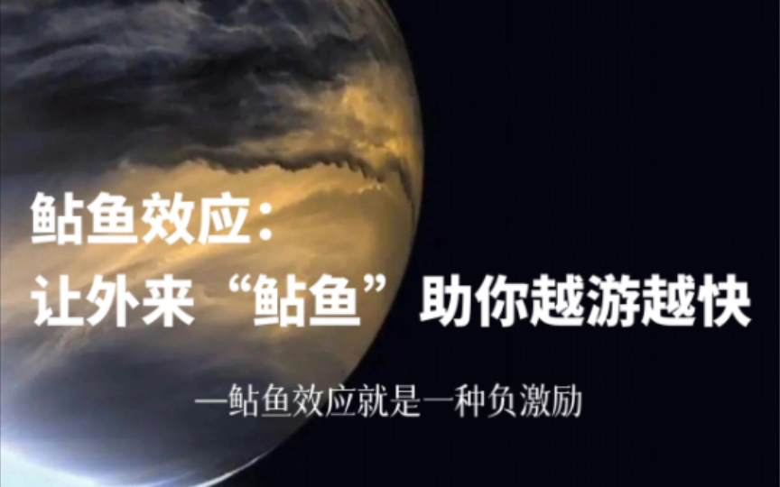 鯰魚效應等各種效應_效應鯰魚效應_鯰魚效應
